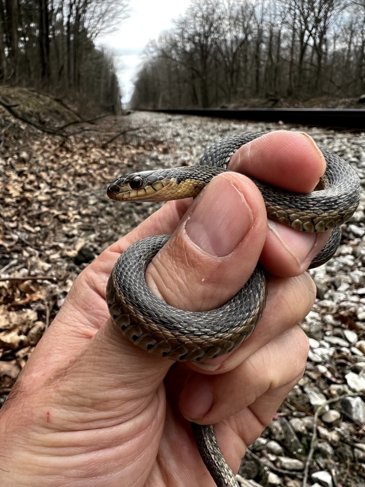 Eastern Garter Snake